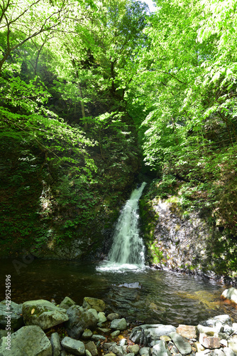 Fototapeta Naklejka Na Ścianę i Meble -  Beautiful waterfall in a green forest