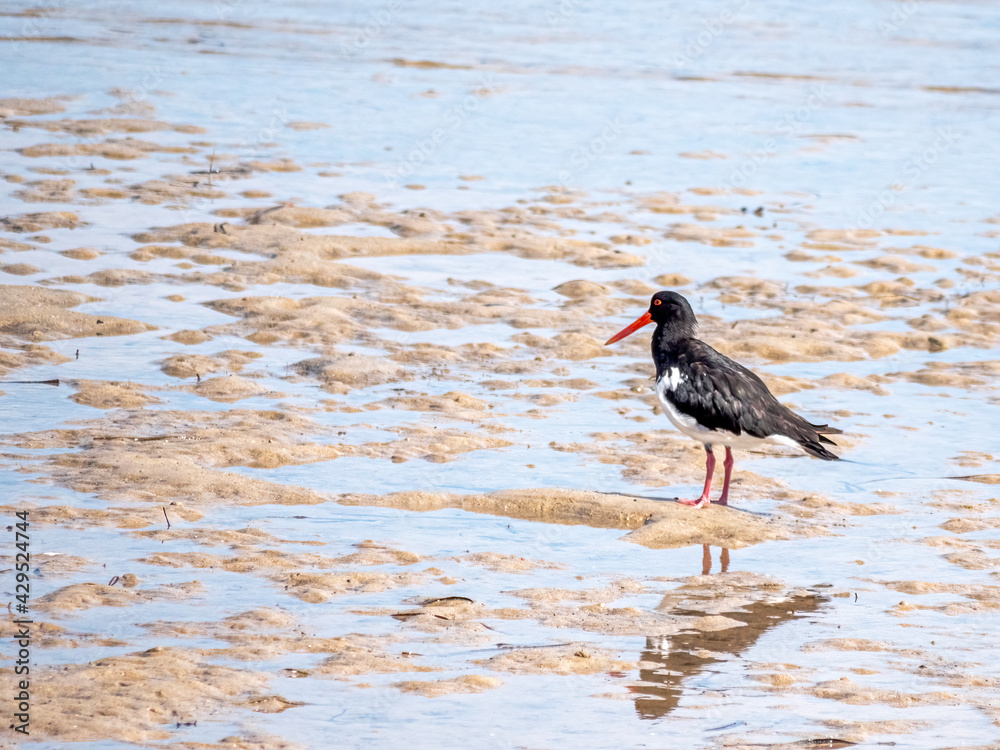 Pied Oystercatcher Pied Oystercatcher