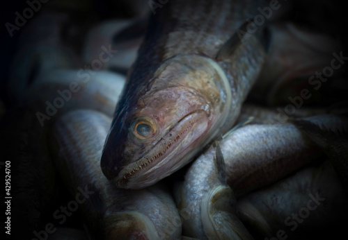 Close up shot of wanieso lizard fish for sale in the fish market. photo