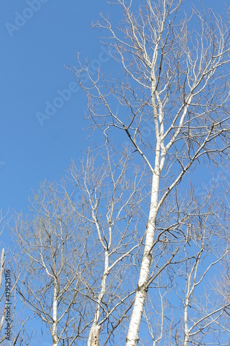 birch trees against blue sky