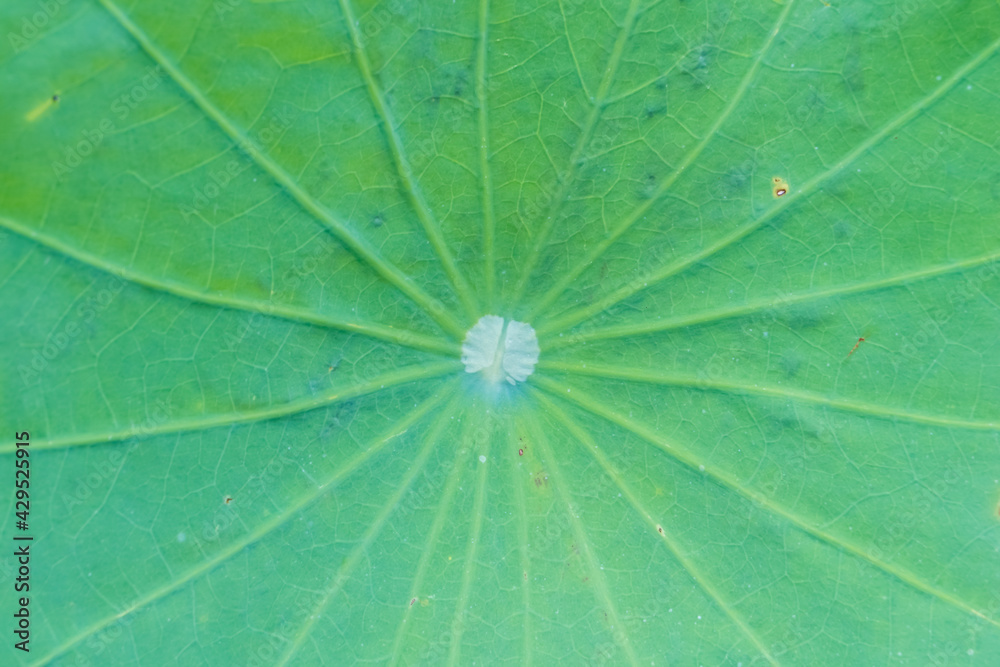 Close up of green lotus leaf. Close up of green lotus leaf.