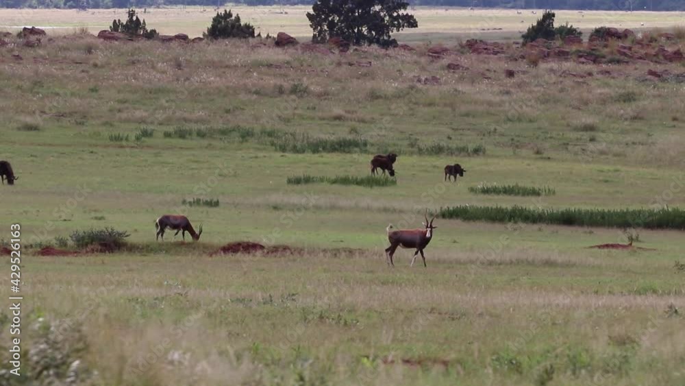 Antelope walking in a field with a calf and a mongoose running in the background Antelope walking in a field with a calf and a mongoose running in the background
