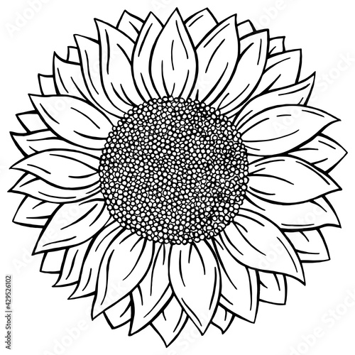 Monochrome, black and white Doodle style Sunflower isolated on white background.  Vector format Hand drawn Flower
