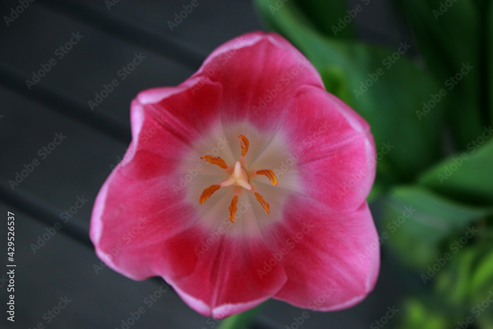 close up of pink tulip