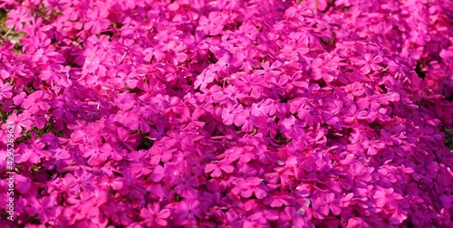 Pink Moss phlox in bloom on the flower bed