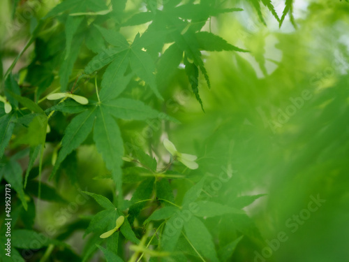 Green maple leaf