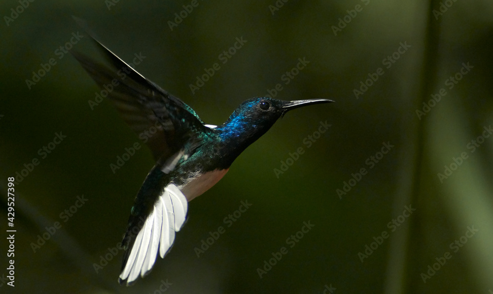 Fototapeta premium hummingbird