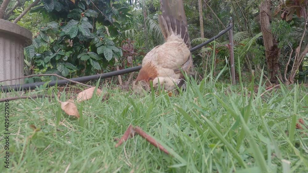 Hen with her baby chicks in the grass Hen with her baby chicks in the grass