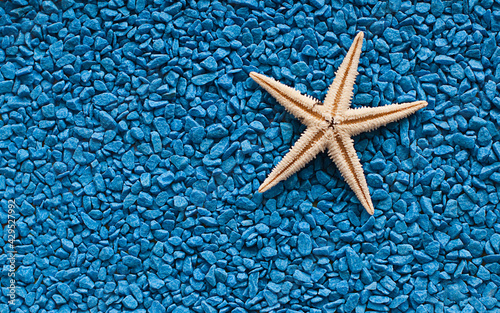 starfish on blue towel