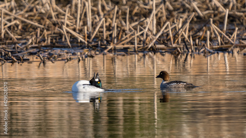 Male and female Common Goldeneye (Bucephala clangula) ducks swimming in a pond at sunset. Male duck mating call with his head back wildlife background © Jordan Feeg
