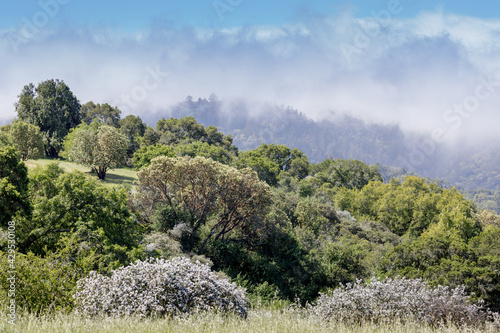 Fog rolling over Santa Cruz Mountains via Foothills Park. Santa Clara County, California, USA. photo