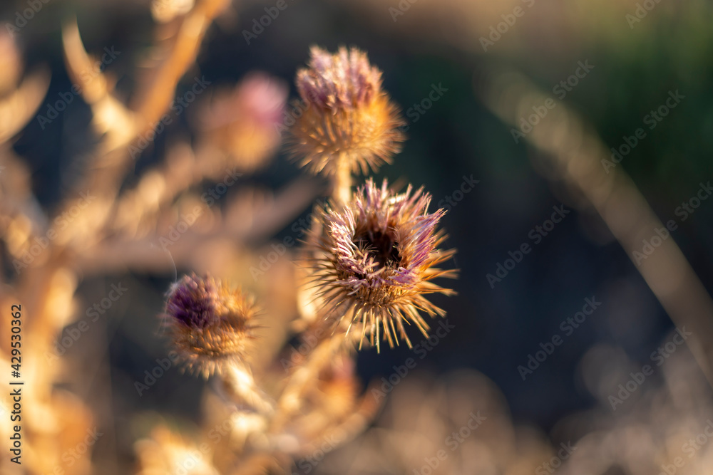 Obraz premium diente de león verano calor