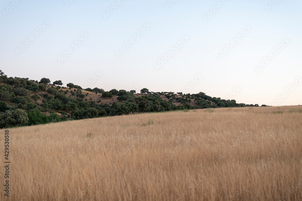 campos de castilla cereales puesta de sol 