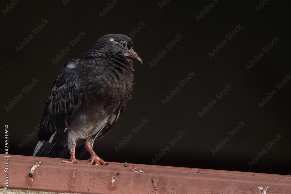 Obraz premium a common house pigeon in nature