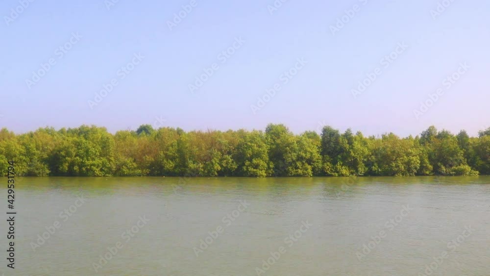 Seagulls flying over calm river water beside mangrove forest, panning shot Seagulls flying over calm river water beside mangrove forest, panning shot
