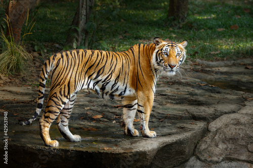 Tiger looking camera or big cat