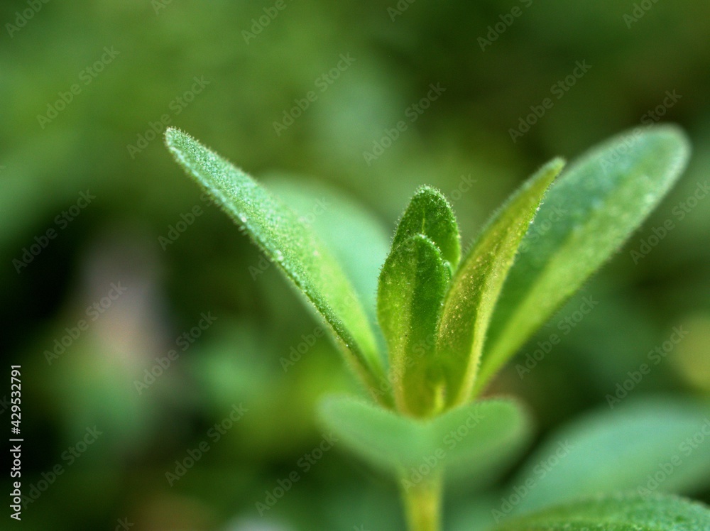Closeup green leaves in nature with blurred bokeh light background, macro image , soft focus ,nature leaves for card design Closeup green leaves in nature with blurred bokeh light background, macro image , soft focus ,nature leaves for card design