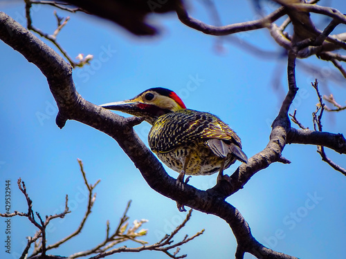 Pájaro Carpintero, posando en la rama de los arboles con su bella cresta roja y su pico resistente para hacer los huecos en la madera. photo