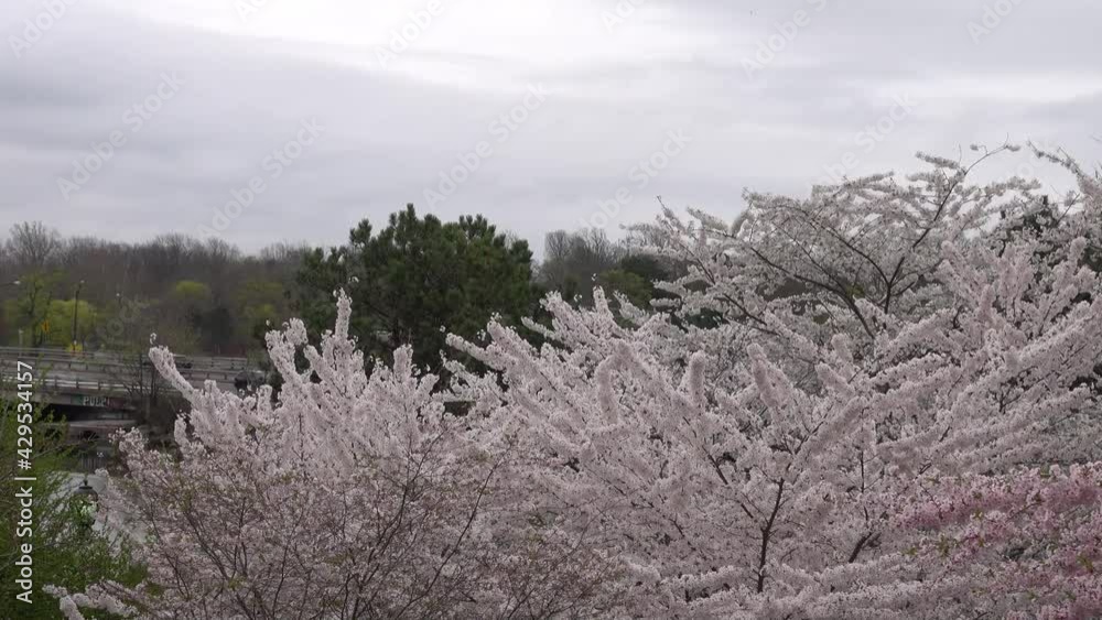 Beauty of cherry blossom in Japanese Garden