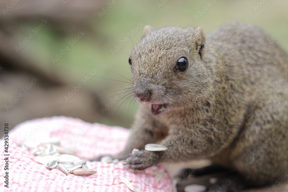 Obraz premium 町田リス園