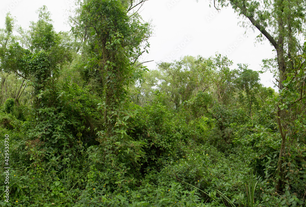 Natural background. View of the green plants foliage in the tropical rainforest. Natural background. View of the green plants foliage in the tropical rainforest.