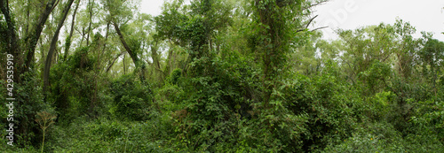 Lush vegetation in the jungle. Panorama view of the green forest. Beautiful plants texture and pattern.