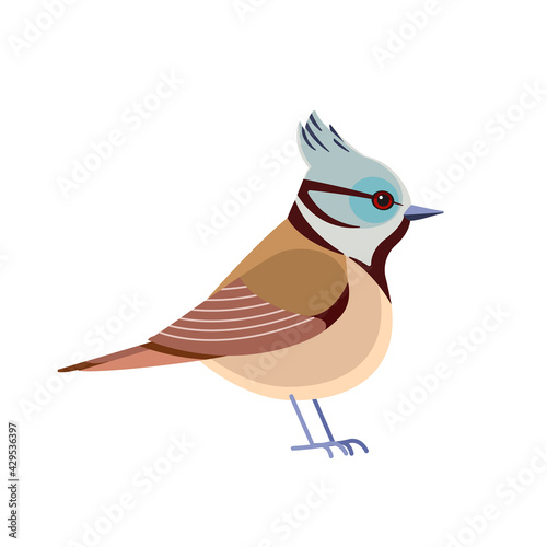 Crested Tit. European crested tit is a passerine bird in the tit family Paridae. Little bird cartoon flat beautiful character of ornithology, vector illustration isolated on white background