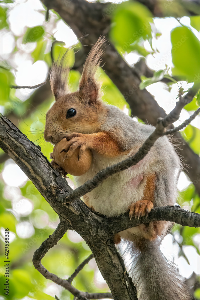 The squirrel with nut sits on a branches in the spring or summer.