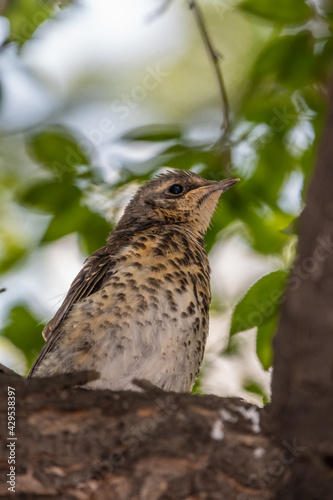 A fieldfare chick, Turdus pilaris, has left the nest and is sitting on a branch. A chick of fieldfare sitting and waiting for a parent on a branch.