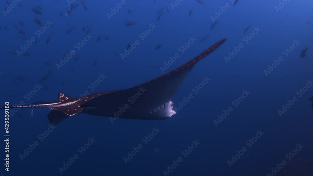 A cinematic following wide shot of a large eagle sting ray in the crystal clear beautiful blue tropical water slowly swimming by and out of frame