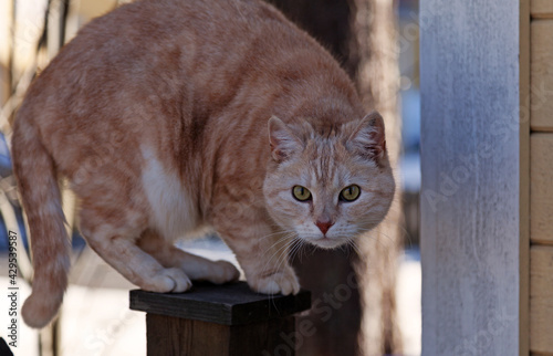 scared cat that will jump at any time photo