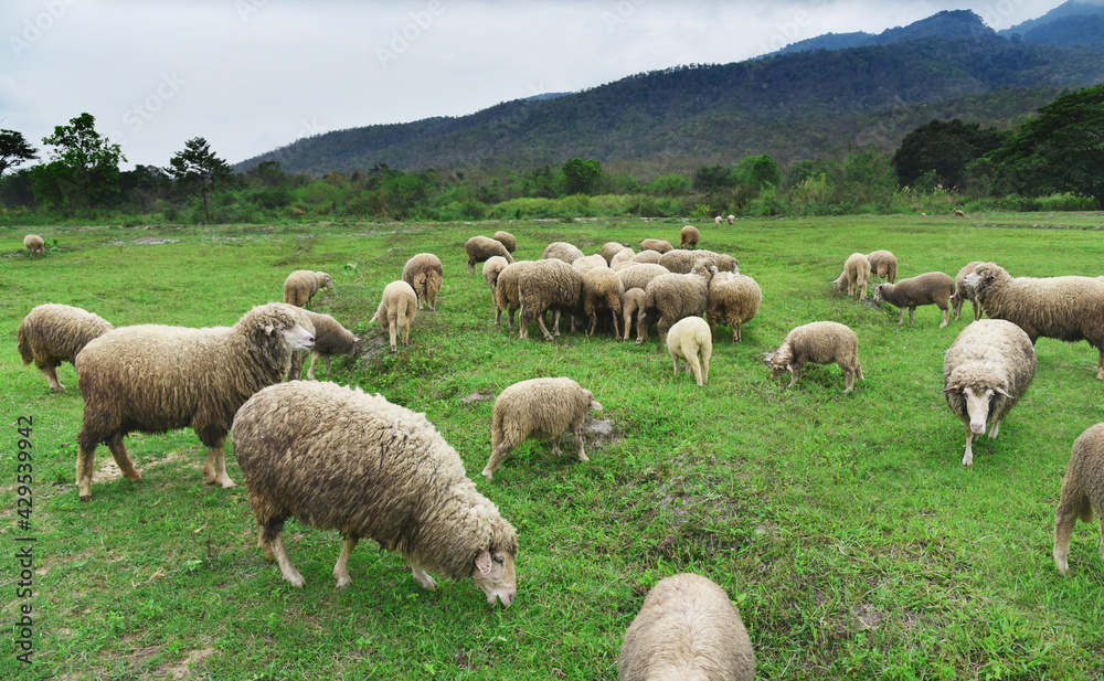 sheeps grazing in country green field sheeps grazing in country green field