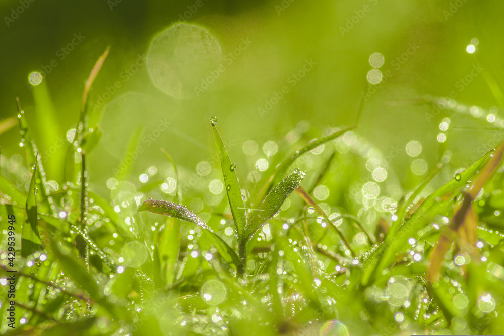 dew drops on grass dew drops on grass