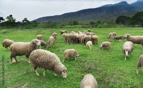 sheeps grazing in country green field