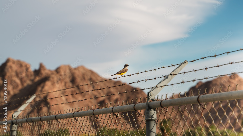 Yellow bird on barbed wire fence with mountains in background Yellow bird on barbed wire fence with mountains in background
