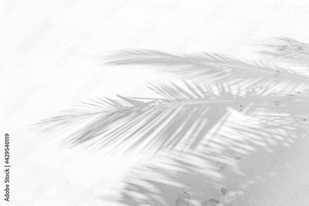 Fototapeta premium Ombre de palmes de cocotier sur plage des Seychelles 