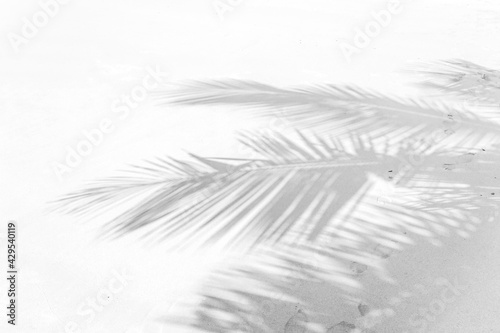 Ombre de palmes de cocotier sur plage des Seychelles 