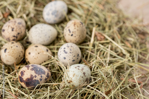 Still life. Quail eggs decorated in dry herbs on a textured background. Rustic. Easter celebration concept.