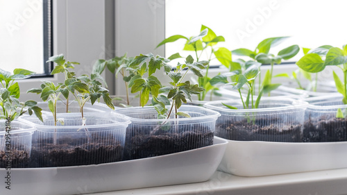Fresh green seedlings of peppers and tomatoes growing in in plastic containers on window sill and ready for planting