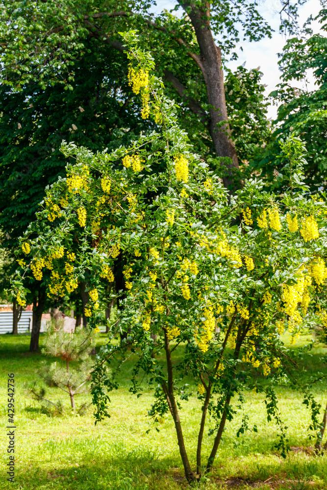 Blooming yellow acacia tree (Caragana arborescens) Blooming yellow acacia tree (Caragana arborescens)