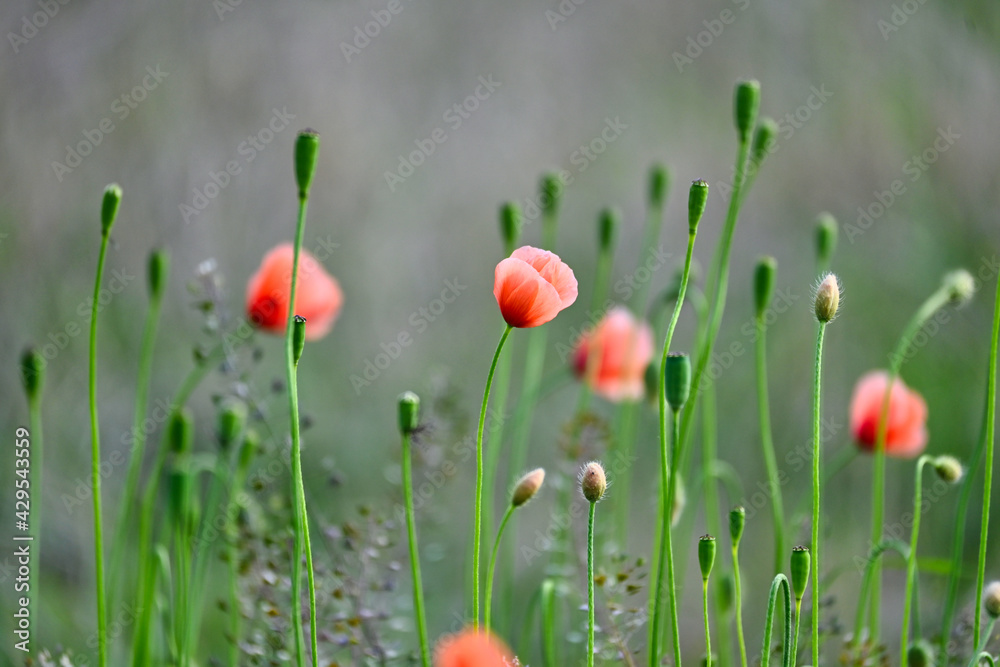 オレンジ色のポピーの花の群生 オレンジ色のポピーの花の群生