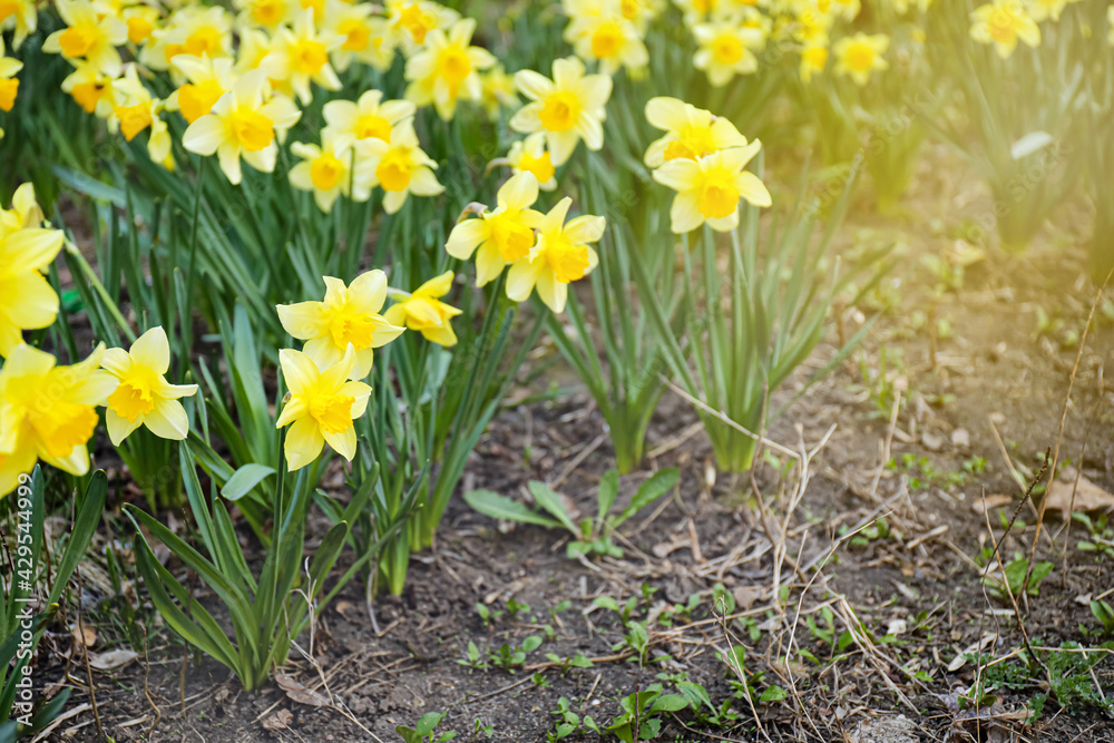 Beautiful narcissus growing in garden Beautiful narcissus growing in garden