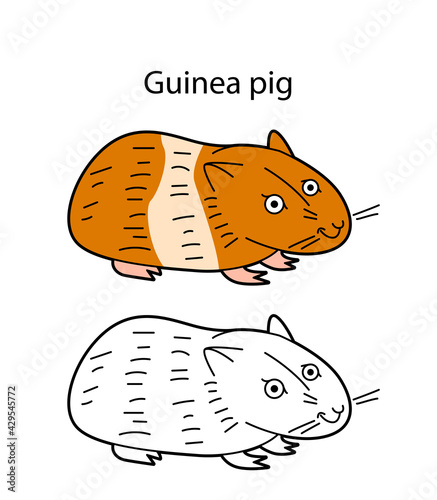 Funny cute animal Guinea pig isolated on white background. Linear, contour, black and white and colored version. Illustration can be used for coloring book and pictures for children
