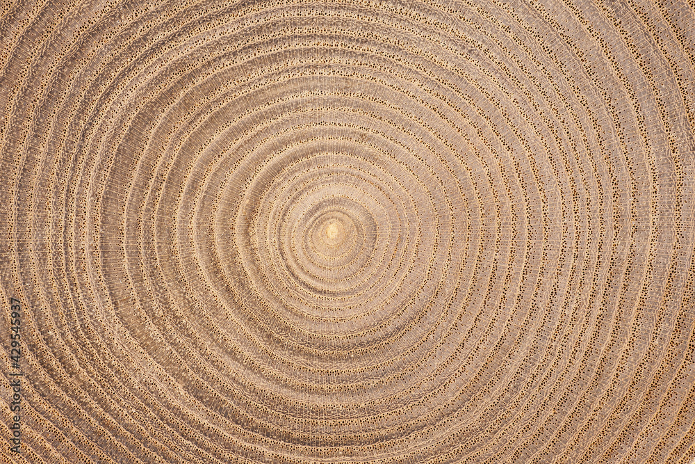 木目 Stock Photo Adobe Stock