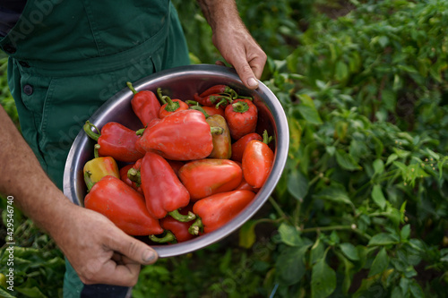 Close up mature man rough hands holding a bowl with red paprika on backyard garden. Proud Caucasian man farmer harvesting vegetables.