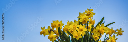 Gelbe Narzissen vor blauem Himmel- Banner für Frühling, Ostern ect. photo