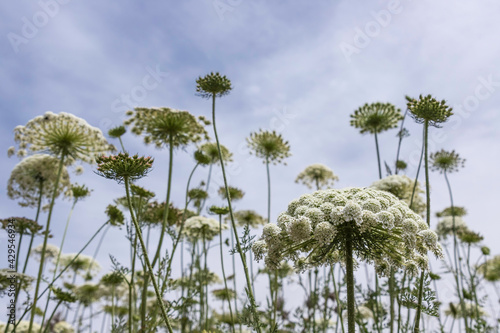 White flowers of wild carrot close-up on a background of blue sky