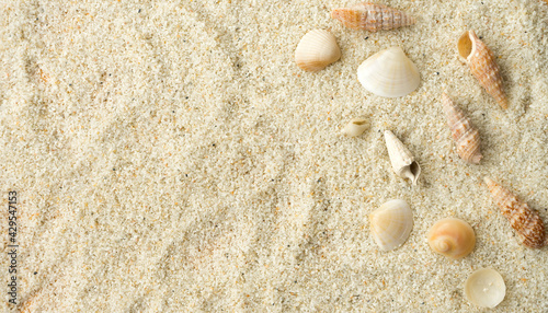 Beautiful seashells on white sand