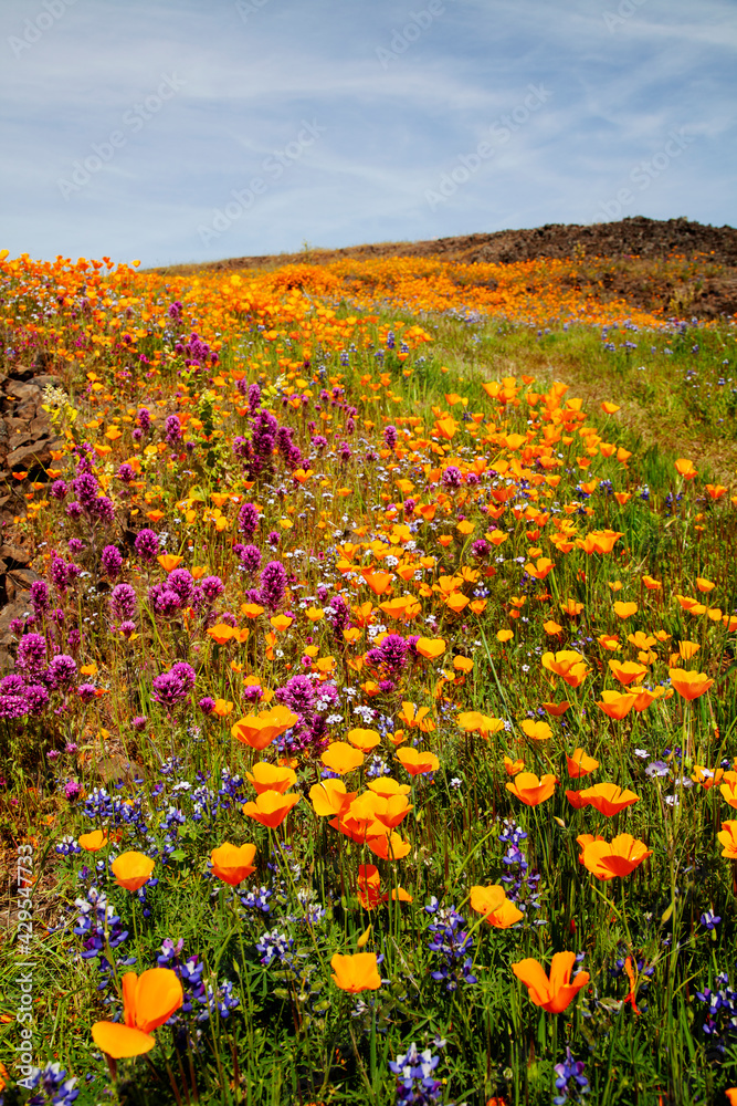 Fototapeta premium North Table Mountain, California, USA
