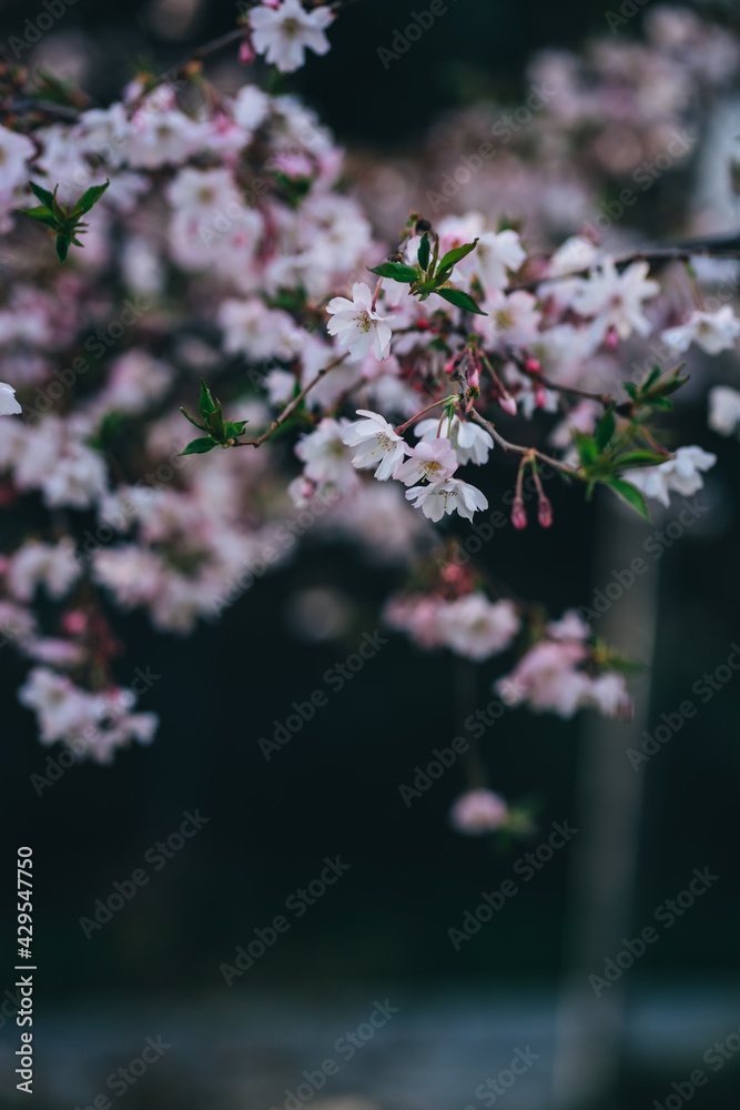 Fototapeta premium delicate pink cherry flowers in the park
